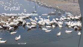  Presentation with agriculture water - PPT layouts with agriculture-group-of-white-duck background and a  colored foreground