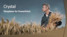  Presentation with agriculture field - Slide set with agriculture growth - mature farmer looking with satisfaction background and a ocean colored foreground