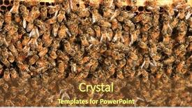  Presentation with naturally - Slide deck having views of real honey bee background and a tawny brown colored foreground