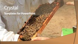  Presentation with naturally - Slide set featuring views of real honey bee background and a coral colored foreground