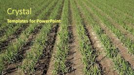  Presentation with agriculture - PPT theme with agriculture in spain onion fields in sunny day background and a tawny brown colored foreground
