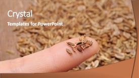  Presentation with cumin - Cool new PPT layouts with agriculture india - dried cumin seeds backdrop and a  colored foreground