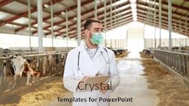  Presentation with husbandry - Slide set consisting of agriculture-industry-farming-and-animal background and a coral colored foreground