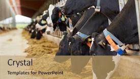  Presentation with animal agriculture - Beautiful presentation theme featuring agriculture industry farming and animal backdrop and a coral colored foreground