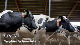  Presentation with animal husbandry - Theme having agriculture industry farming and animal background and a tawny brown colored foreground