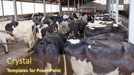 Presentation with animal husbandry - Beautiful theme featuring agriculture industry farming and animal husbandry concept - herd of cows in cowshed stable on dairy farm backdrop and a tawny brown colored foreground