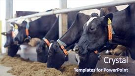  Presentation with agriculture industry - Presentation design featuring agriculture industry farming and animal background and a navy blue colored foreground