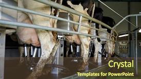  Presentation with animal husbandry - PPT layouts having agriculture industry farming milking background and a tawny brown colored foreground
