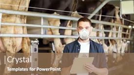  Presentation with agriculture industry - Amazing slide set having agriculture-industry-farming-people-milking backdrop and a coral colored foreground