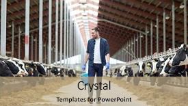  Presentation with animal husbandry - Presentation theme having agriculture industry farming people background and a coral colored foreground
