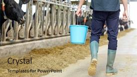  Presentation with animal husbandry - Colorful PPT layouts enhanced with agriculture industry farming people backdrop and a coral colored foreground