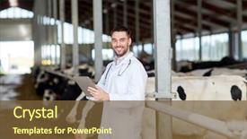  Presentation with animal agriculture - Slide deck having agriculture industry farming people background and a tawny brown colored foreground