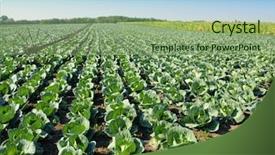  Presentation with agriculture irrigation - Presentation theme enhanced with agriculture irrigation - vegetable background and a seafoam green colored foreground