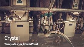  Presentation with cow - PPT layouts featuring agriculture mechanization - cow milking facility with mechanized background and a violet colored foreground