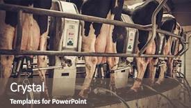  Presentation with cow - Beautiful theme featuring agriculture mechanization - cow milking facility with mechanized backdrop and a violet colored foreground