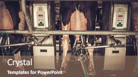  Presentation with cow - Theme having agriculture mechanization - cow milking facility with mechanized background and a coral colored foreground