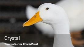  Presentation with agriculture - Slide set consisting of agriculture-of-the-white-duck background and a dark gray colored foreground
