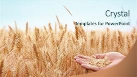 Presentation with agriculture field - Colorful PPT theme enhanced with agriculture products - hand with wheat on field backdrop and a sky blue colored foreground