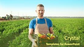  Presentation with leafy vegetables farm to table - PPT theme with agriculture products - male farmer holding plastic box background and a tawny brown colored foreground