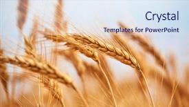  Presentation with agriculture field - Cool new PPT theme with agriculture products - wheat plants on an agricultural backdrop and a sky blue colored foreground