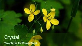  Presentation with agriculture - Colorful PPT theme enhanced with agriculture radiation - macro close up shot backdrop and a  colored foreground