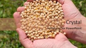  Presentation with soybeans - Presentation theme consisting of agriculture soybeans - chickpea grain beans in male background and a coral colored foreground