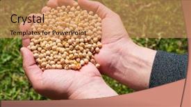  Presentation with soybeans - Beautiful PPT theme featuring agriculture soybeans - chickpea grain beans in male backdrop and a coral colored foreground