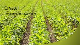  Presentation with agriculture sugar beet - Colorful slide deck enhanced with colorful maracas from mexico fluts and hats backdrop and a gray colored foreground