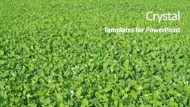  Presentation with beetroot - Presentation theme having girl with beautiful red hair and colorful dress and fabric over white background background and a mint green colored foreground