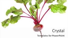  Presentation with root - Beautiful presentation featuring agriculture sugar beets - fresh beet root isolated backdrop and a white colored foreground