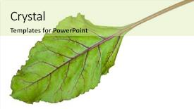  Presentation with root - Cool new slide deck with agriculture sugar beets - fresh beet root leaf backdrop and a soft green colored foreground