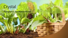  Presentation with field - Audience pleasing presentation design consisting of agriculture sugar beets - fresh vegetables with basket backdrop and a  colored foreground