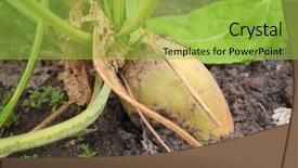  Presentation with root plant - Slide deck featuring agriculture sugar beets - ripe root plant in garden background and a yellow colored foreground