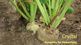  Presentation with root plant - Amazing PPT layouts having agriculture sugar beets - ripe root plant in garden backdrop and a violet colored foreground