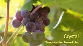  Presentation with agriculture field - Audience pleasing theme consisting of agriculture wine red grapefruit field in spain backdrop and a tawny brown colored foreground