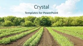  Presentation with beds - Colorful theme enhanced with agro - beds of tomato bushes backdrop and a sky blue colored foreground