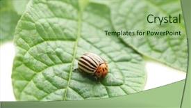  Presentation with plant and bio - PPT layouts consisting of agro - colorado beetle and plant background and a mint green colored foreground