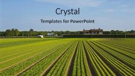  Presentation with crops - Slides featuring agro - crops are growing background and a light blue colored foreground