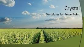  Presentation with sunflowers - Presentation design featuring agro - field with green sunflowers background and a light blue colored foreground