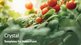  Presentation with artificial satellites - Slide deck enhanced with agro - ripe cherry tomatoes bush background and a ocean colored foreground