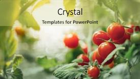  Presentation with cherry - Beautiful theme featuring agro - ripe cherry tomatoes bush backdrop and a yellow colored foreground