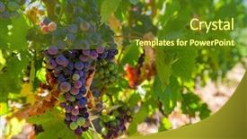  Presentation with grape vine black grapes - Beautiful PPT theme featuring agro - ripe grapes in the tuscany backdrop and a tawny brown colored foreground