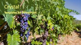  Presentation with tuscany - Beautiful slide deck featuring agro - ripe grapes in the tuscany backdrop and a tawny brown colored foreground