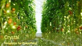  Presentation with plantation tomatoes - Theme consisting of agro business - aisle in hothouse dividing plantation background and a tawny brown colored foreground