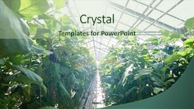  Presentation with plantation tomatoes - Amazing theme having agro business - all year round tomatoes growing backdrop and a mint green colored foreground