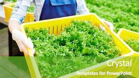  Presentation with yellow green - Beautiful PPT theme featuring agro business - fresh green lettuce in yellow backdrop and a shamrock green colored foreground