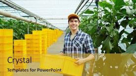 Presentation with greenhouse - PPT theme having agro business - happy greenhouse worker with plastic background and a gold colored foreground