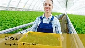  Presentation with happy anniversay work - Colorful presentation theme enhanced with agro business - happy young worker of glasshouse backdrop and a gold colored foreground