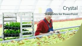  Presentation with staff - Beautiful presentation theme featuring agro business - hothouse staff in uniform taking backdrop and a sky blue colored foreground