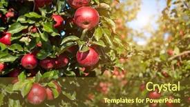  Presentation with orchard - PPT layouts featuring agro business - red apples on the trees background and a tawny brown colored foreground
